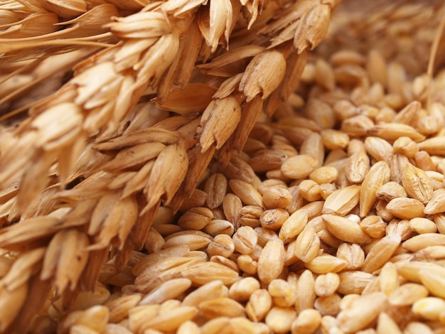 Wheat grains