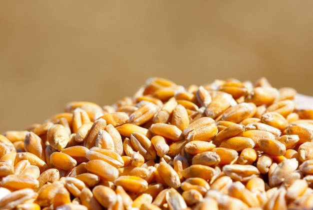 Wheat grains