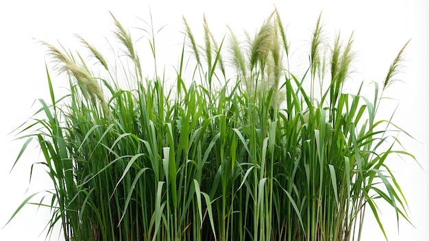 wheat grass photo