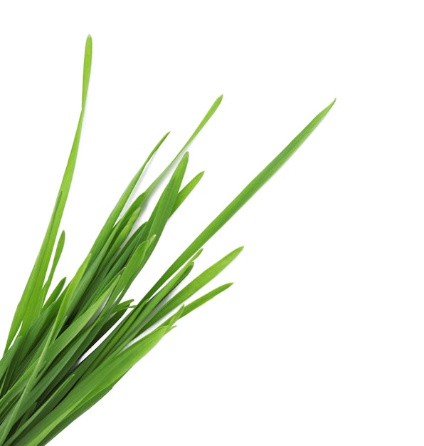 Wheat grass on white background top view