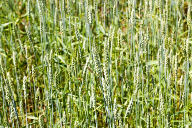 Piante verdi di grano per nuove colture alimentari, nei campi agricoli