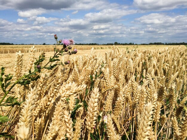 Grano che cresce in fattoria contro un cielo nuvoloso