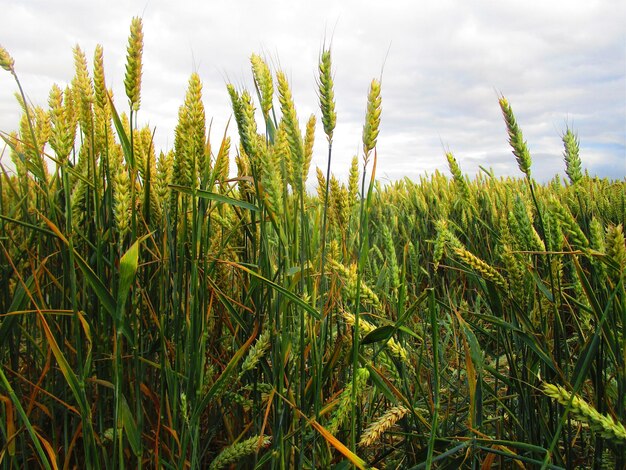 Wheat growing on field against sky