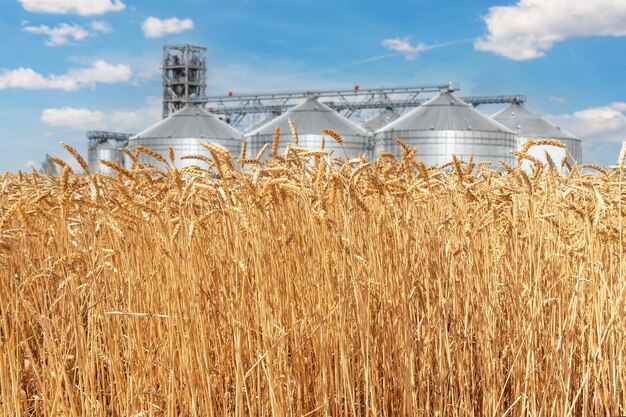 Wheat growing on field against sky