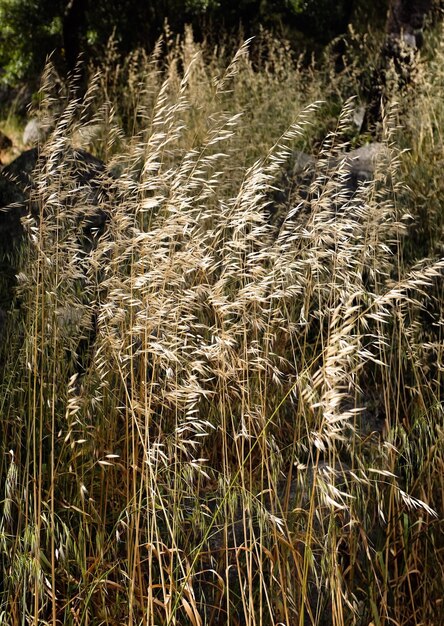 Photo wheat growing on field