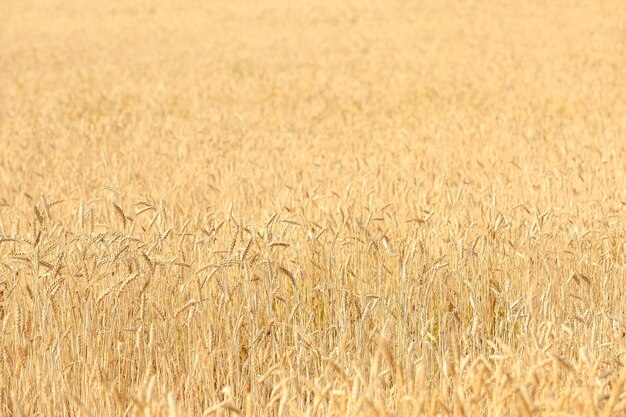 Wheat growing in field