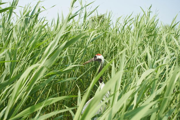 写真 畑で小麦を育てる