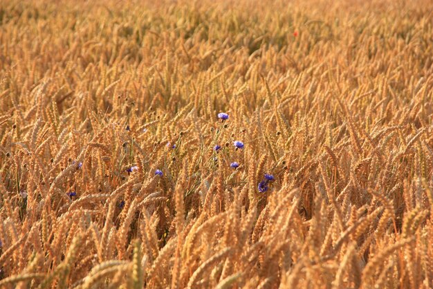 Фото Пшеница, выращиваемая на поле