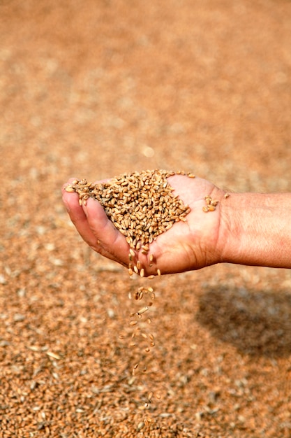 Wheat and hands of the old farmer 