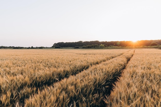 wheat harvest, wheat field on the background of blue sky in the sun. agriculture.