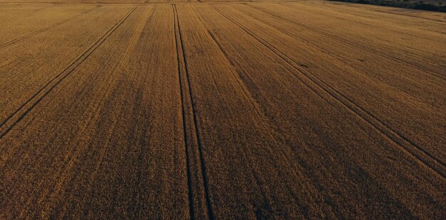 小麦の収穫、太陽の下で青い空を背景に小麦畑。農業。