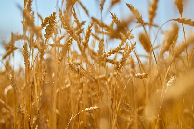 Wheat harvest wheat field on the background of blue sky in the sun day summer