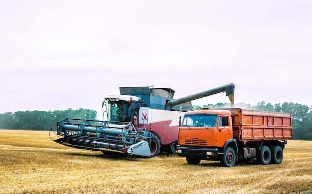 Wheat harvesting machine in the field Agriculture