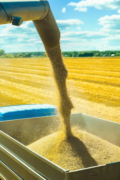 Wheat harvesting