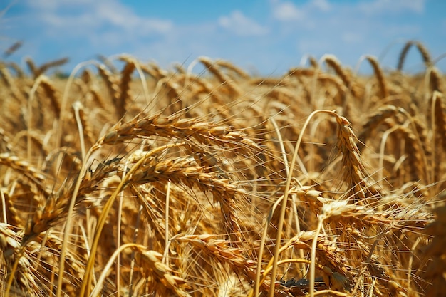 Wheat is the gold of the fields Ripe spikelets of wheat Wheat rises in price due to the war