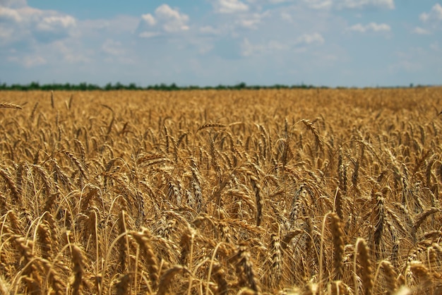 Wheat is the gold of the fields Ripe spikelets of wheat Wheat rises in price