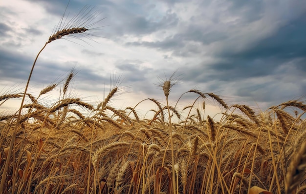 Wheat is the gold of the fields Ripe spikelets of wheat Wheat rises in price