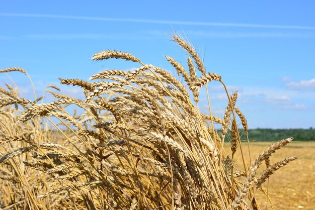 Foto il grano sta crescendo in un campo con il cielo blu sullo sfondo