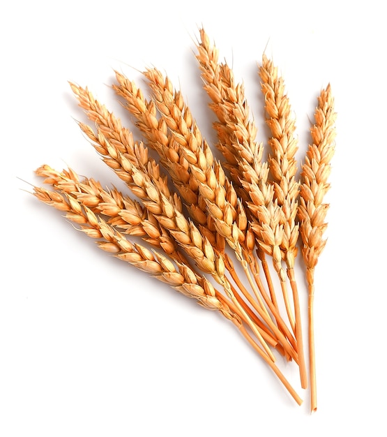 Фото Пшеница, изолированные на белом фоне