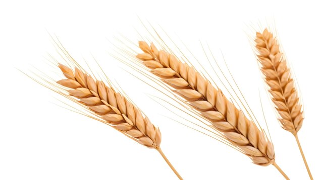 写真 白い背景に隔離された小麦