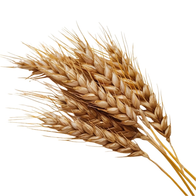wheat isolated on white background