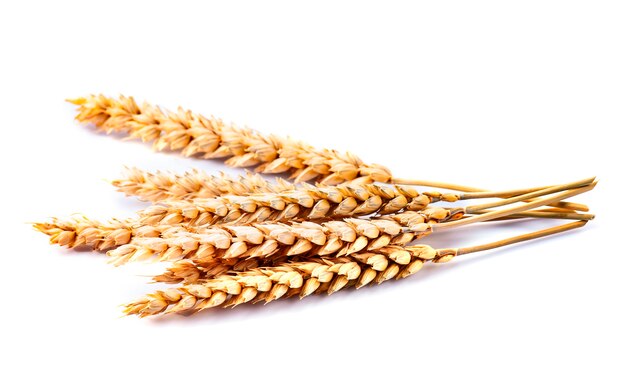 Wheat isolated on white backgrounds.