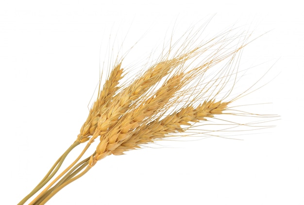 Wheat isolated 