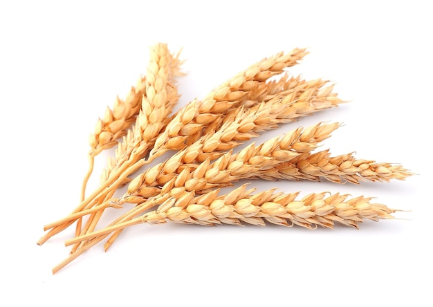 Пшеница изолирована
