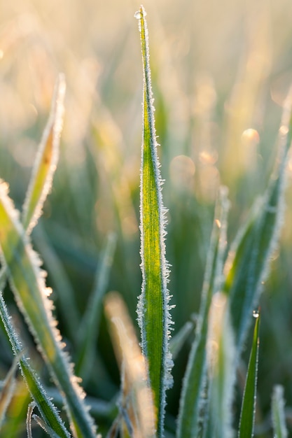 霜が降りた後の朝の小麦