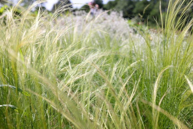 Wheat moving in wind on a sunny day in field green field concept