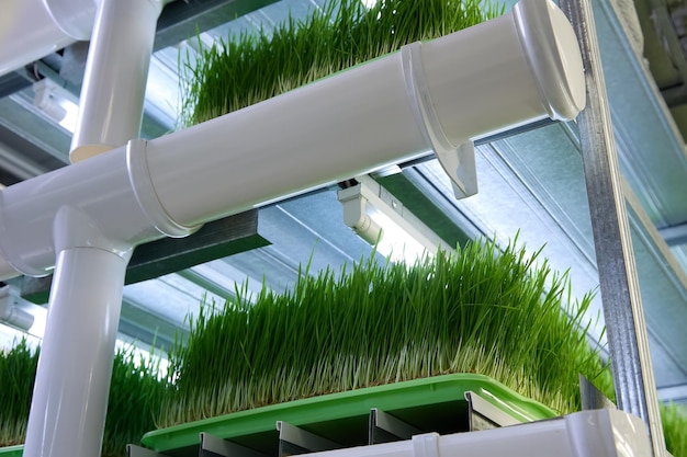 Wheat and other microgreens grow on shelves with special lighting and moisture