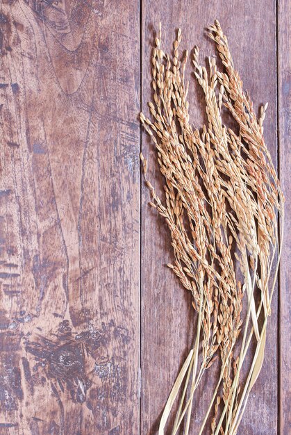 Wheat or paddy rice on wooden table with copy space