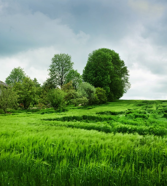 Wheat partly lying down in field after heavy rain