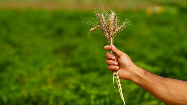 農家の手で小麦植物