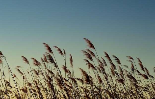 wheat plant with sunrise