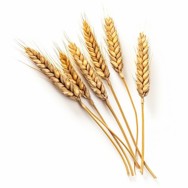 wheat plant