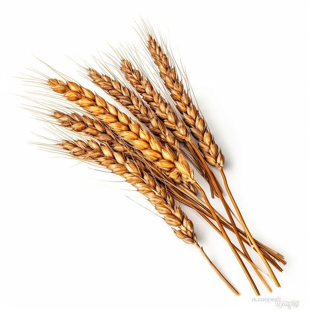 wheat plant