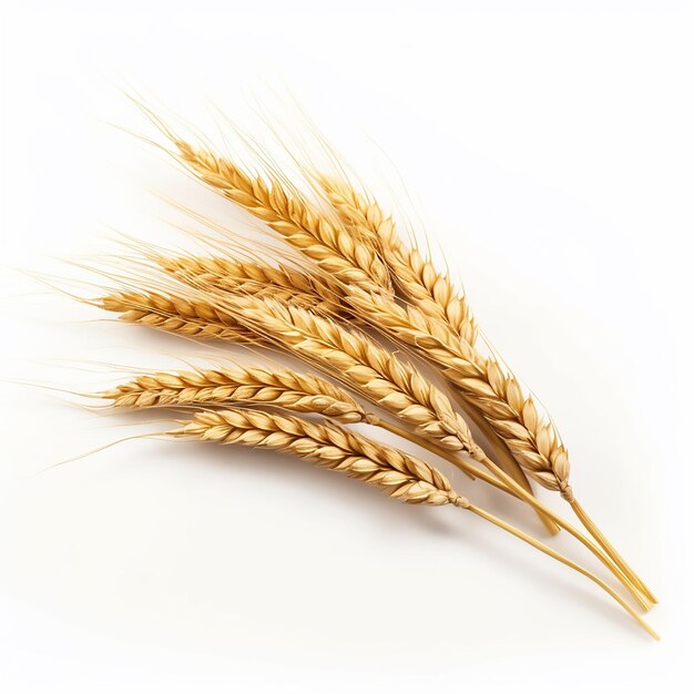 wheat plant