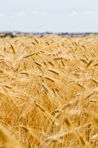 Wheat plantation