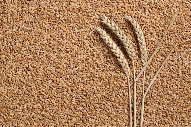 Photo wheat plants on seeds grain topic