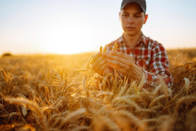 小麦の品質チェック 夕暮れの小麦畑で小麦の耳を持つ農家 収農業事業