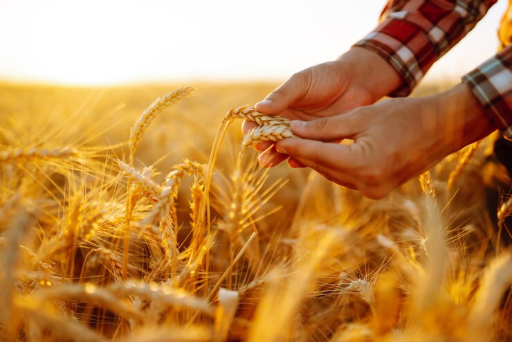 Photo wheat quality check farmer with ears of wheat in a wheat field harvesting agro business