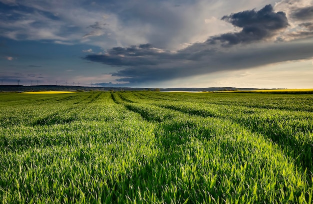 wheat and rapeseed fields in spring