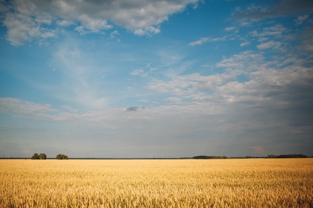 Wheat ripe field and blue cloudy sky.