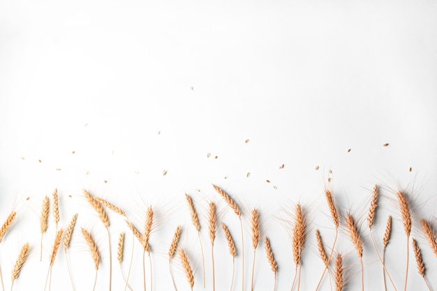 Wheat and rye dry ears cereals spikelets in row on light background