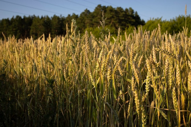 麦ライ麦畑黄金の麦ライ麦のクローズアップの耳日光の下の田園風景豊かな収穫のコンセプト新鮮な若い未熟のジューシーな小穂オーツ麦ライ麦麦大麦の夏の収穫のクローズアップ