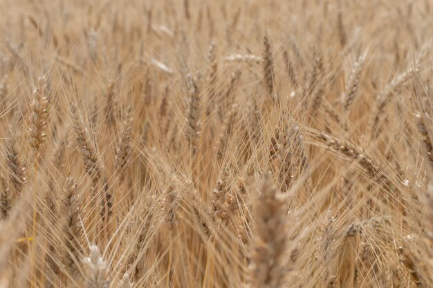 Foto campo di grano o segale