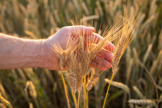 Пшеничная рожь в руках фермера Выращивание сельскохозяйственных культур Желтый золотой сельский летний пейзаж Ростки пшеничной ржи в руках фермера Фермер идет по полю, проверяет урожай