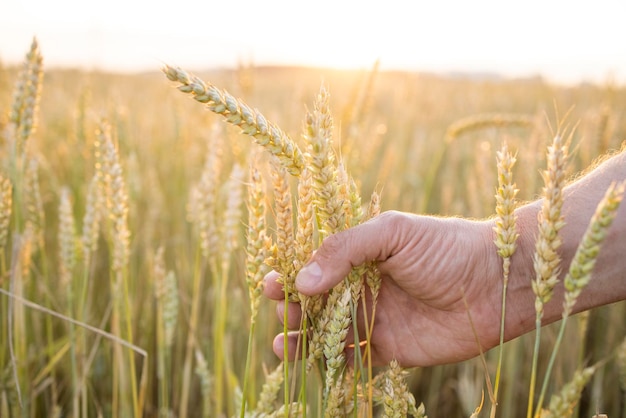 Wheat rye in the hands of a farmer Cultivation of crops Yellow golden rural summer landscape Sprouts of wheat rye in the hands of a farmer The farmer walks across the field checks the crop