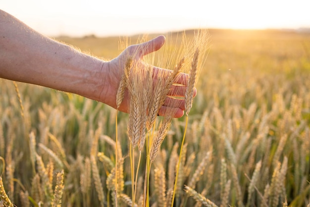 Segale di frumento nelle mani di un agricoltore coltivazione dei raccolti paesaggio estivo rurale giallo dorato germogli di segale di frumento nelle mani di un agricoltore il contadino attraversa il campo controlla il raccolto